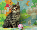 Кошки в Калуге: Полосатый красавчик. Котенок в добрые руки. Мальчик, Бесплатно - фото 1