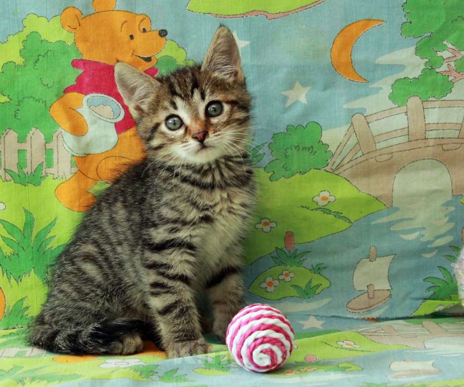 Кошки в Калуге: Полосатый красавчик. Котенок в добрые руки. Мальчик, Бесплатно - фото 1