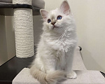 Кошки в Москве: Абиба бирманский котенок девочка Девочка, Бесплатно - фото 3