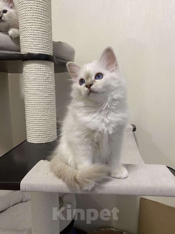 Кошки в Москве: Абиба бирманский котенок девочка Девочка, Бесплатно - фото 3