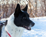 Собаки в Москве: Черно-белый рысак Энцо, 2 года.  Мальчик, Бесплатно - фото 5