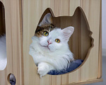 Кошки в Москве: кот Геннадий Мальчик, Бесплатно - фото 7