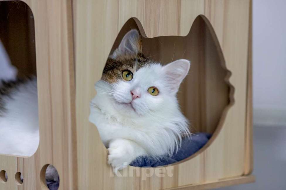 Кошки в Москве: кот Геннадий Мальчик, Бесплатно - фото 7