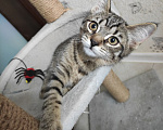 Кошки в Москве: Котенок в добрые руки Девочка, Бесплатно - фото 8