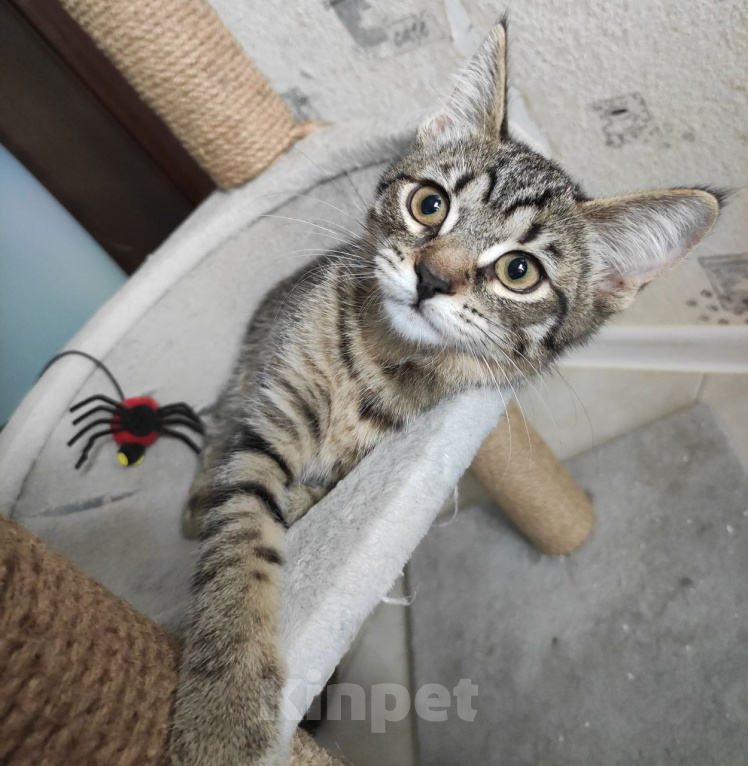 Кошки в Москве: Котенок в добрые руки Девочка, Бесплатно - фото 8