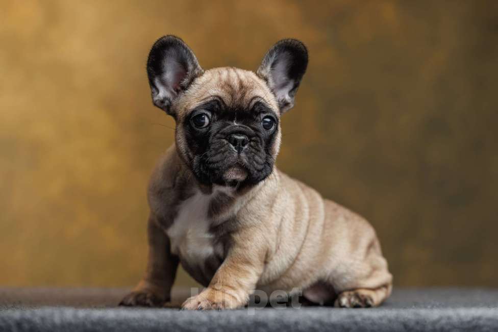 Собаки в Санкт-Петербурге: Щенок французского бульдога Девочка, Бесплатно - фото 1