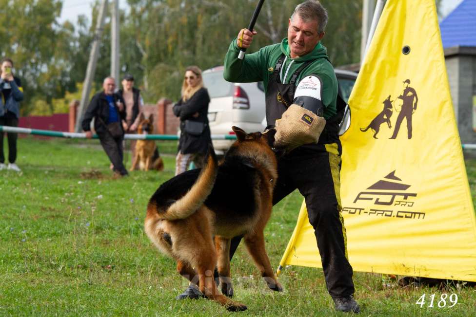 Собаки в Юрге: Племенной кобель предлагает свои услуги Мальчик, 35 000 руб. - фото 4