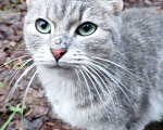 Кошки в Санкт-Петербурге: Кошечка Девочка, Бесплатно - фото 1