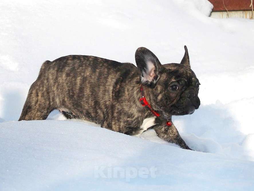 Собаки в Брянске: Французский бульдог девочка Девочка, 45 000 руб. - фото 3