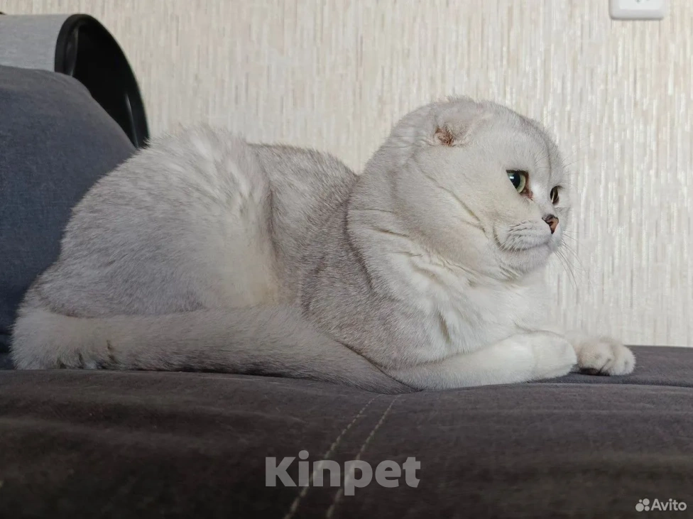 Кошки в Челябинске: вязка шотландский вислоухий кот Мальчик, 5 000 руб. - фото 4