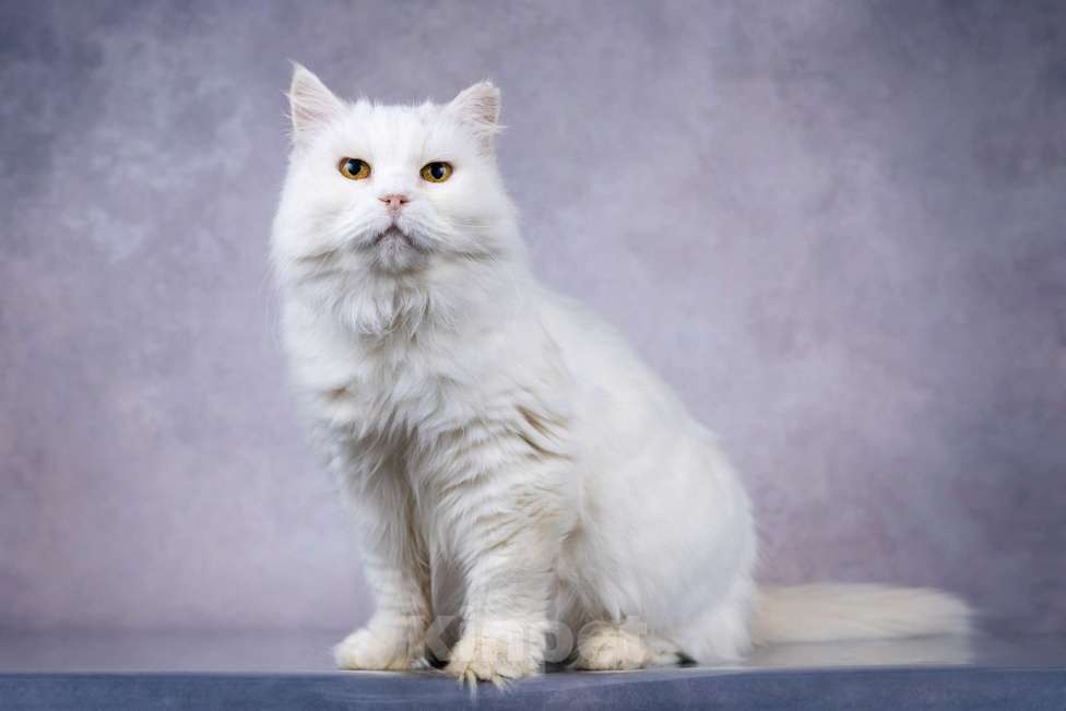 Кошки в Москве: Белая пушистая крупная кошка Шанель в добрые руки Девочка, 1 руб. - фото 2