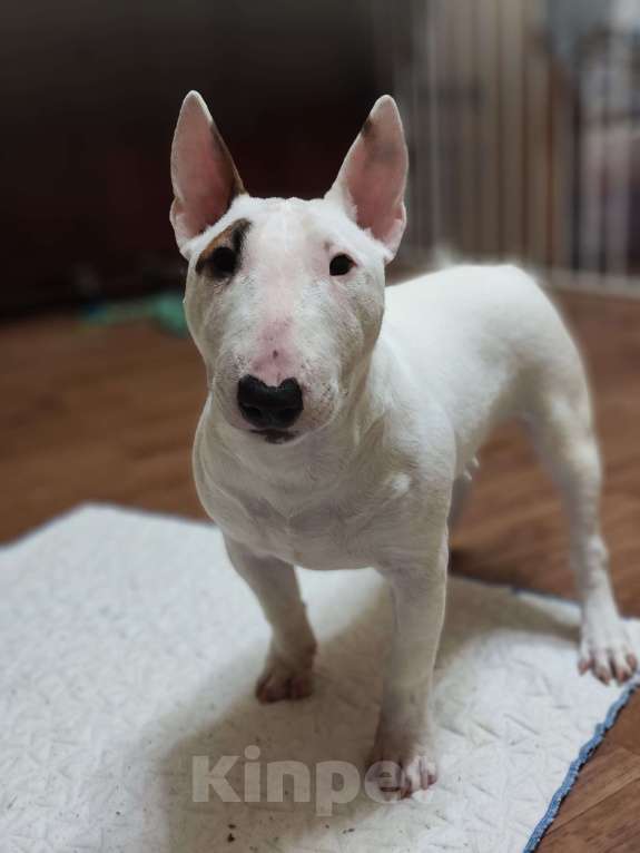 Собаки в Санкт-Петербурге: Минибуль подросток  Девочка, Бесплатно - фото 4