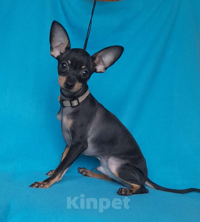 Собаки в Екатеринбурге: Русский той гладкошёрстный Мальчик, 25 000 руб. - фото 4