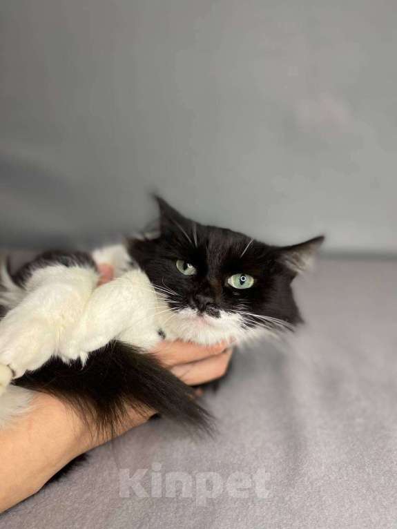 Кошки в Балашихе: Бэтти Девочка, Бесплатно - фото 4