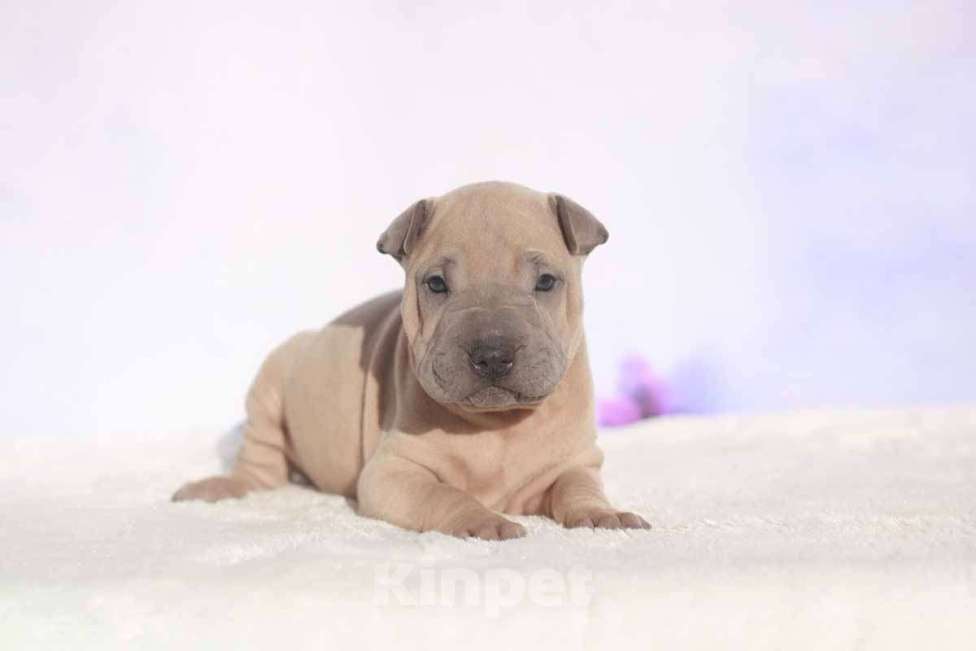 Собаки в Екатеринбурге: Шарпей изабелловый кобель Мальчик, 40 000 руб. - фото 1