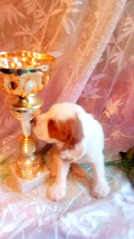 Собаки в Санкт-Петербурге: продается щенок русского охотничьего спаниеля Мальчик, 50 000 руб. - фото 5