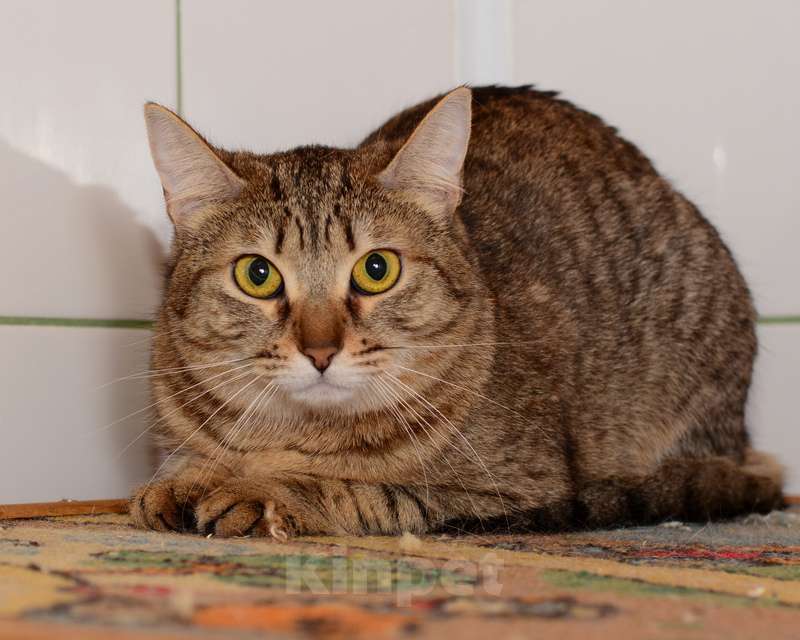 Кошки в Москве: Крупная полосатая золотоглазая красавица кошка Алиса в дар Девочка, Бесплатно - фото 2