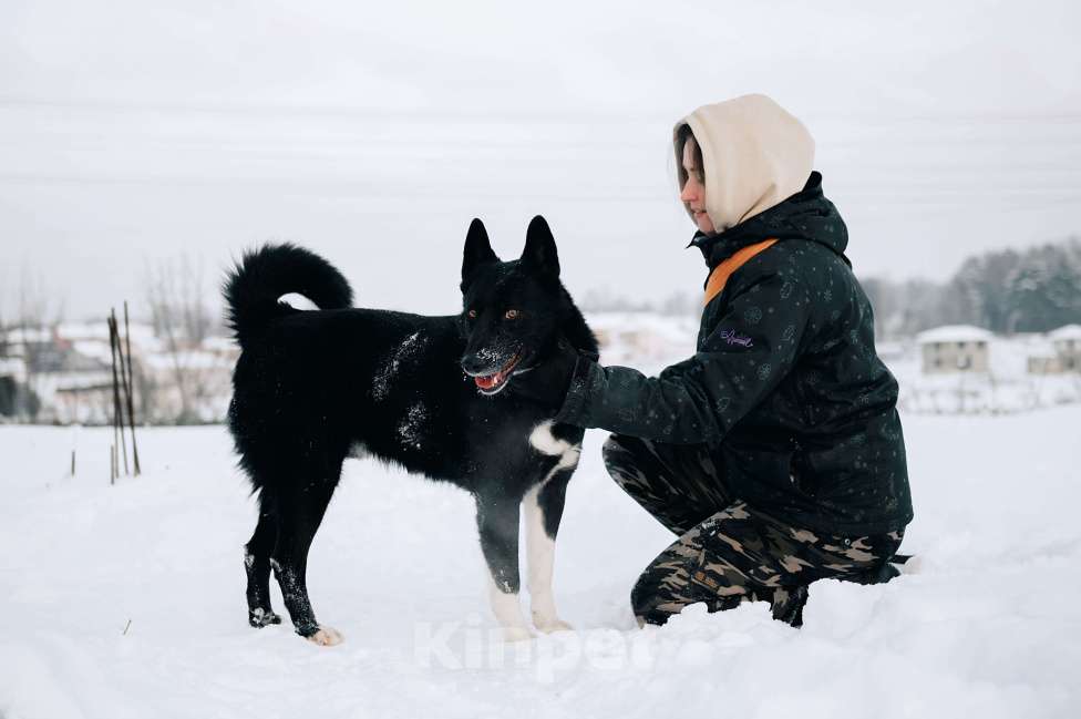 Собаки в Дмитрове: Сева в добрые руки Мальчик, Бесплатно - фото 4