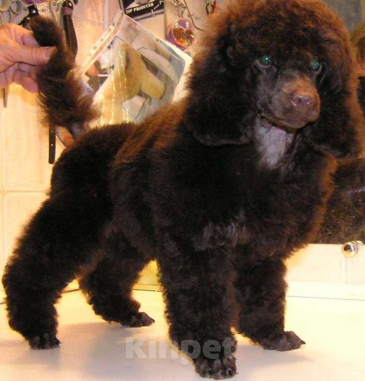 Собаки в других городах Ленинградской области: той пудель коричневого окраса Мальчик, 50 000 руб. - фото 2