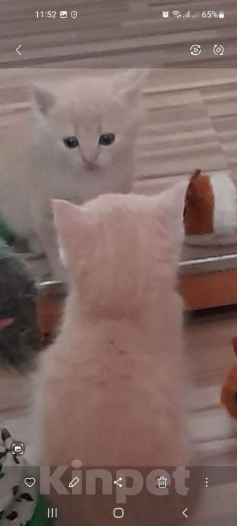 Кошки в Калининграде: Шотландские прямоухие котята Девочка, 4 000 руб. - фото 3