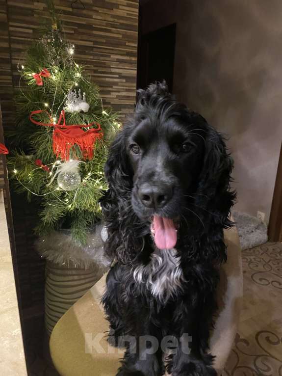 Собаки в Раменском: Вязка Мальчик, 10 руб. - фото 1