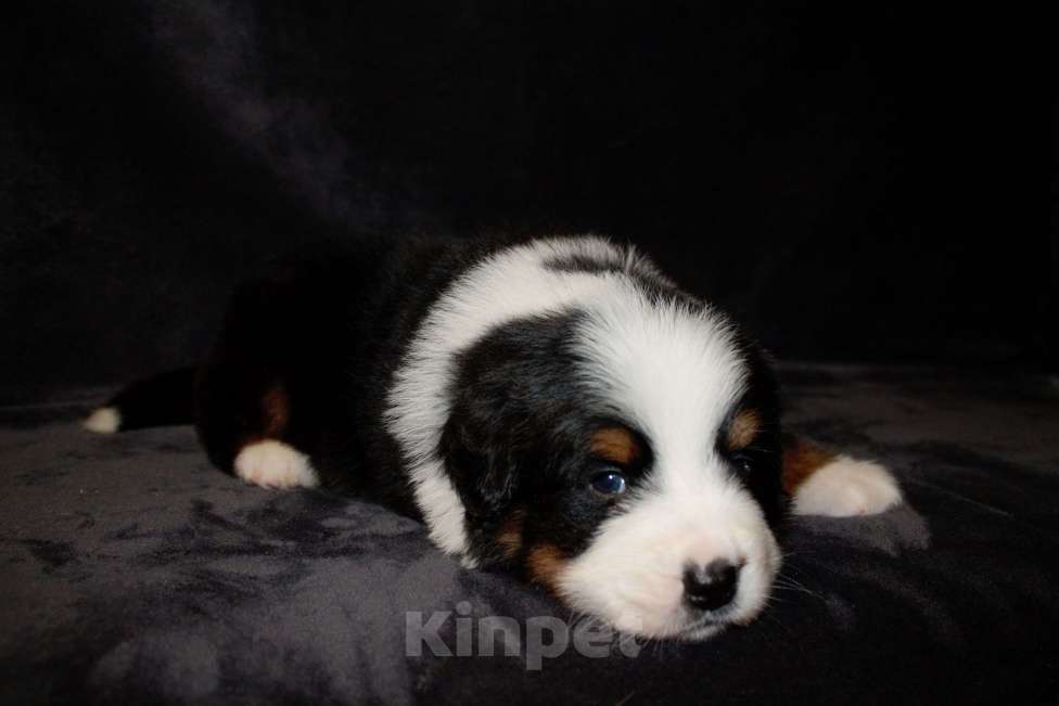 Собаки в других городах Московской области: Бернский зенненхунд Девочка, 70 000 руб. - фото 10