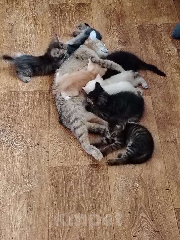 Кошки в Белгороде: Милые котята ищут хозяина Разнополые, 200 руб. - фото 3