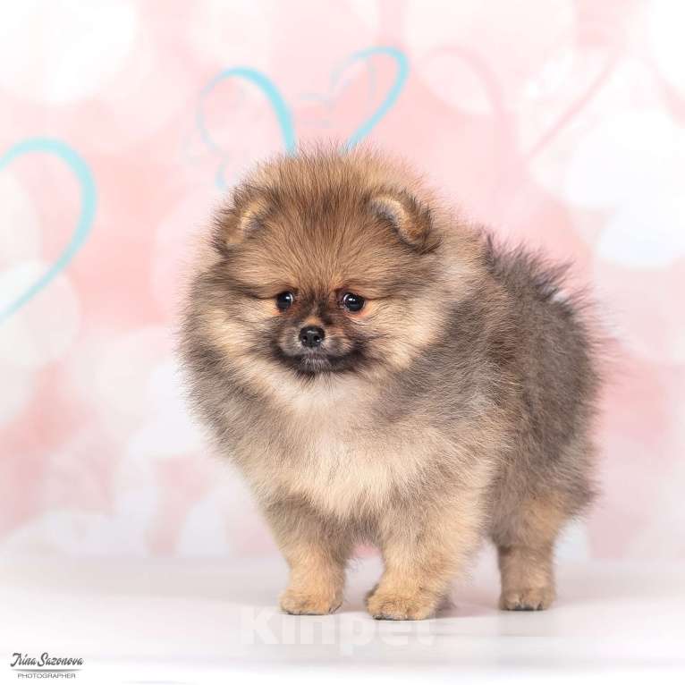 Собаки в Москве: Шпиц померанский с подарками Девочка, Бесплатно - фото 2