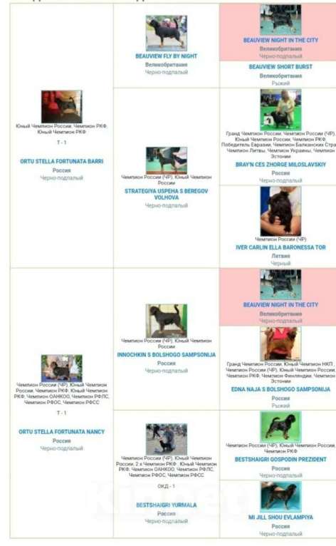 Собаки в Пскове: Щенок бельгийского гриффона Мальчик, 50 000 руб. - фото 2