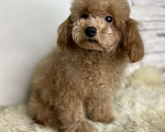 Собаки в Москве: Пудель той девочка РКФ  Девочка, 85 000 руб. - фото 1
