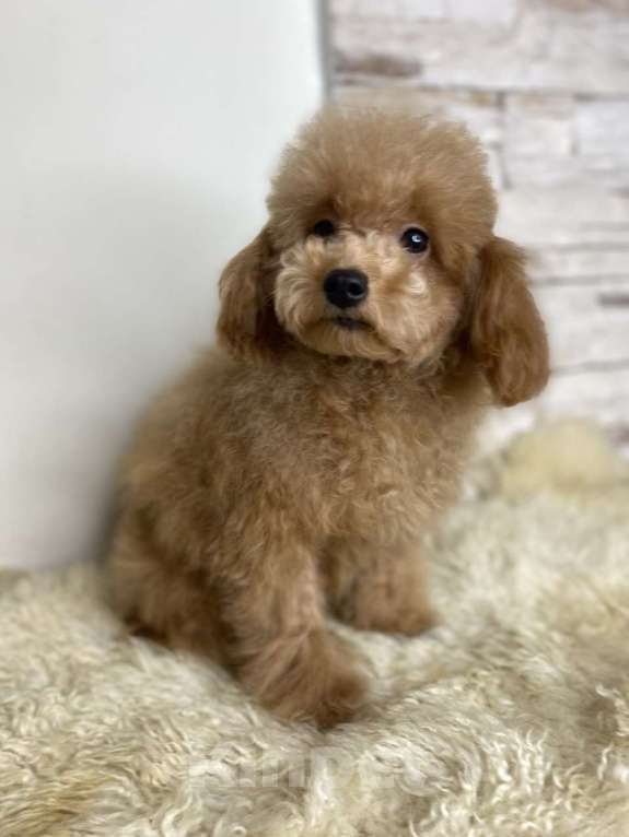 Собаки в Москве: Пудель той девочка РКФ  Девочка, 85 000 руб. - фото 1