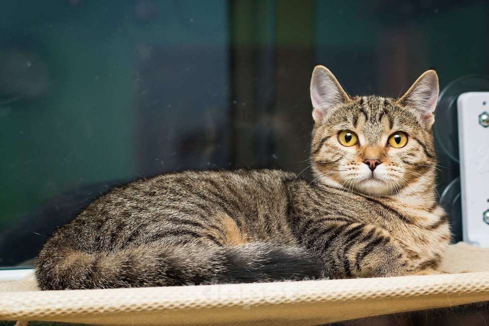 Кошки в Москве: Полосатая молодая серая кошечка-подросток Марфа в дар Девочка, 1 руб. - фото 2