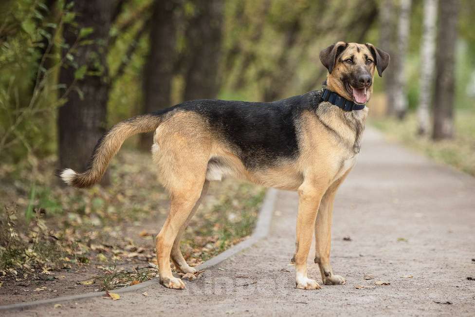 Собаки в Москве: Носок Мальчик, Бесплатно - фото 2