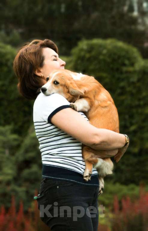 Собаки в Самаре: Девочка Эстель Руж Девочка, 50 000 руб. - фото 3