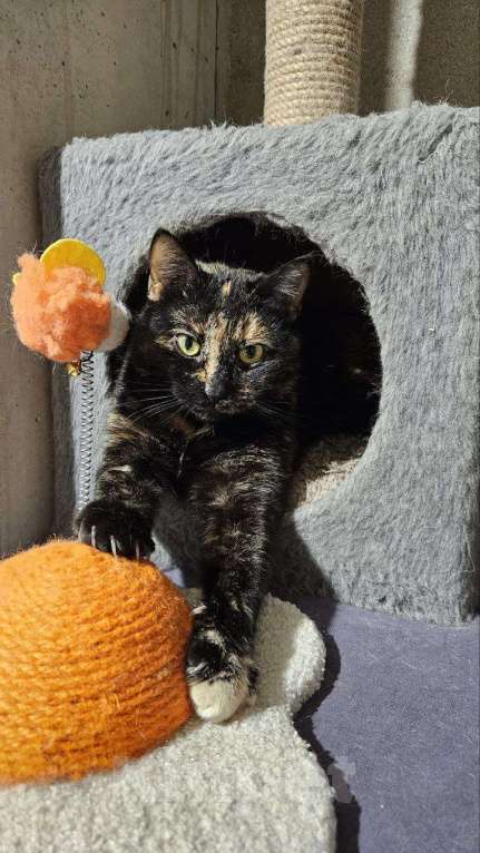 Кошки в Санкт-Петербурге: Кошка ищет дом Девочка, Бесплатно - фото 2