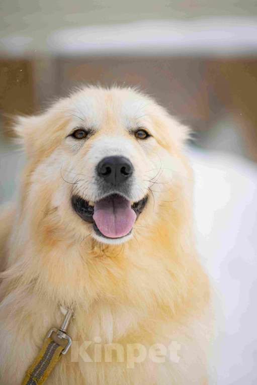 Собаки в Москве: Пушистая, добрая, красивая собака Уля в добрые руки Девочка, Бесплатно - фото 6