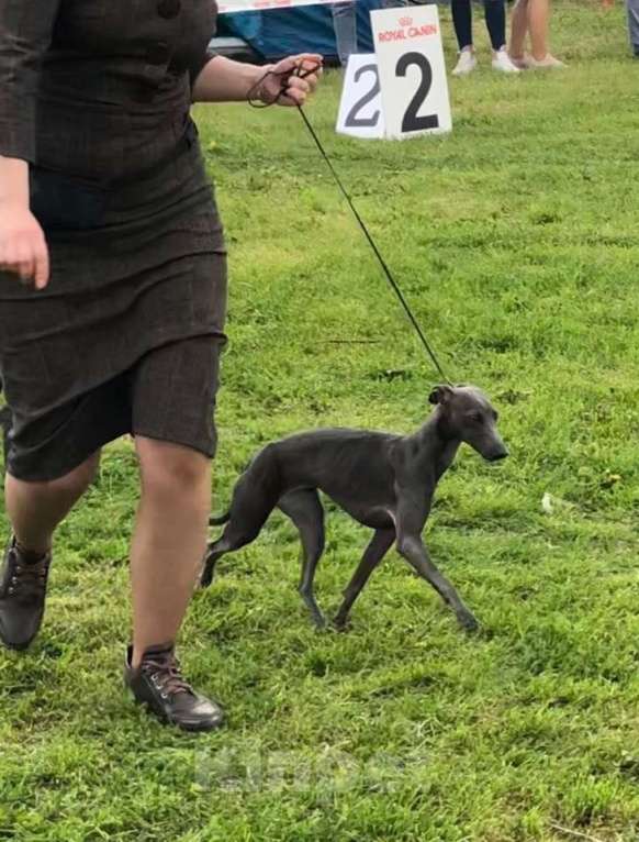 Собаки в Великом Новгороде: щенок левретки Мальчик, 80 000 руб. - фото 2
