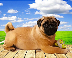 Собаки в Раменском: Мопс-абрикос 3 месяца Мальчик, 40 000 руб. - фото 1