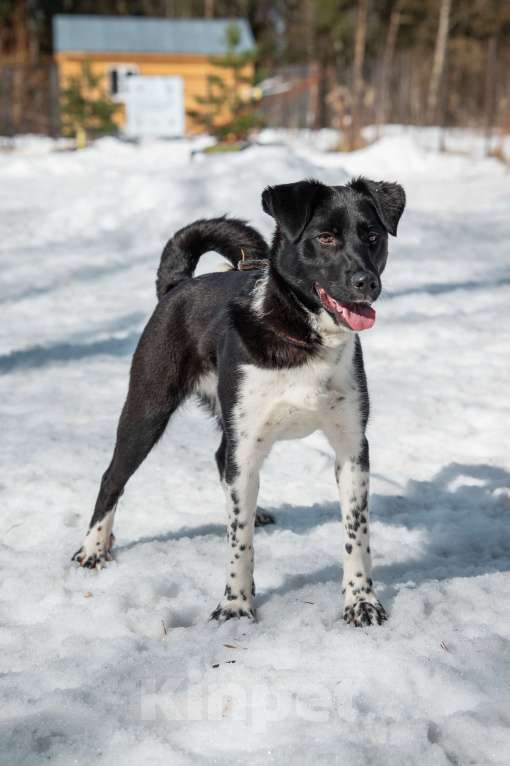 Собаки в Москве: Щенок подросток 10 месяцев Лана в добрые руки Девочка, Бесплатно - фото 3