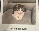 Кошки в других городах Московской области: Потерялся кот Мальчик, Бесплатно - фото 3