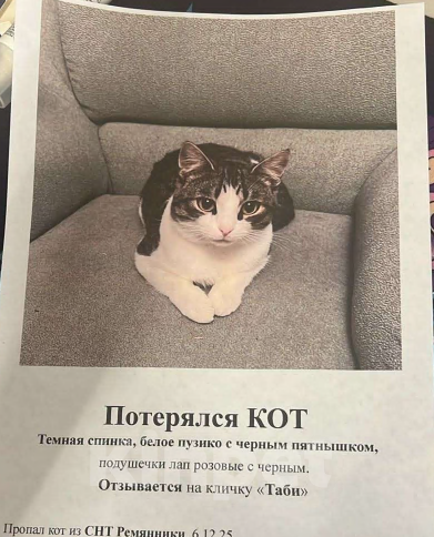 Кошки в других городах Московской области: Потерялся кот Мальчик, Бесплатно - фото 3