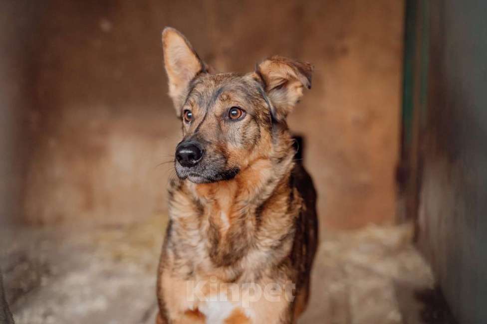 Собаки в Москве: Шон Мальчик, Бесплатно - фото 2