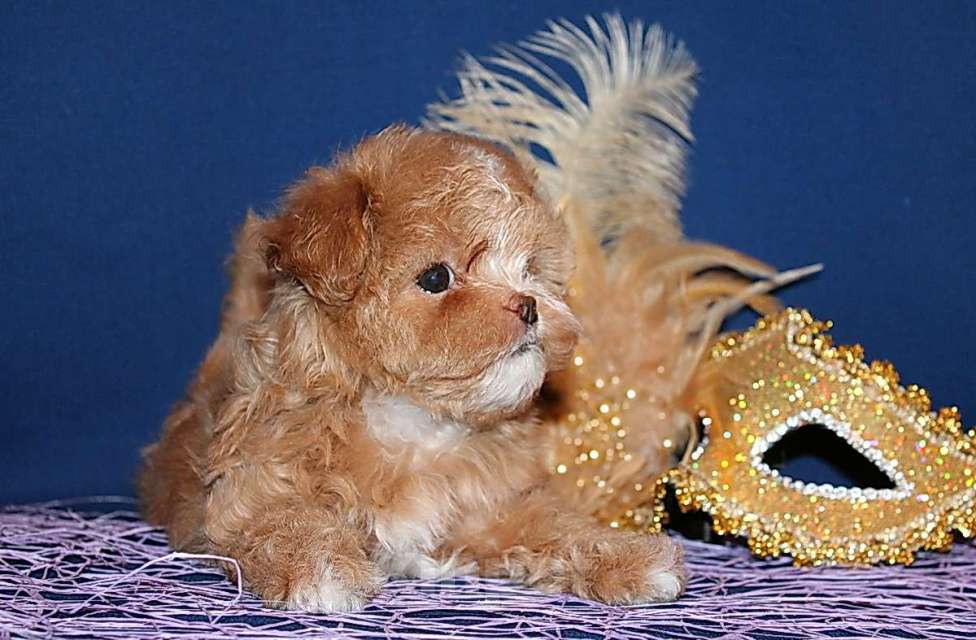 Собаки в Москве: Щенок Мальтипу - небольшая девочка. Девочка, 120 000 руб. - фото 3