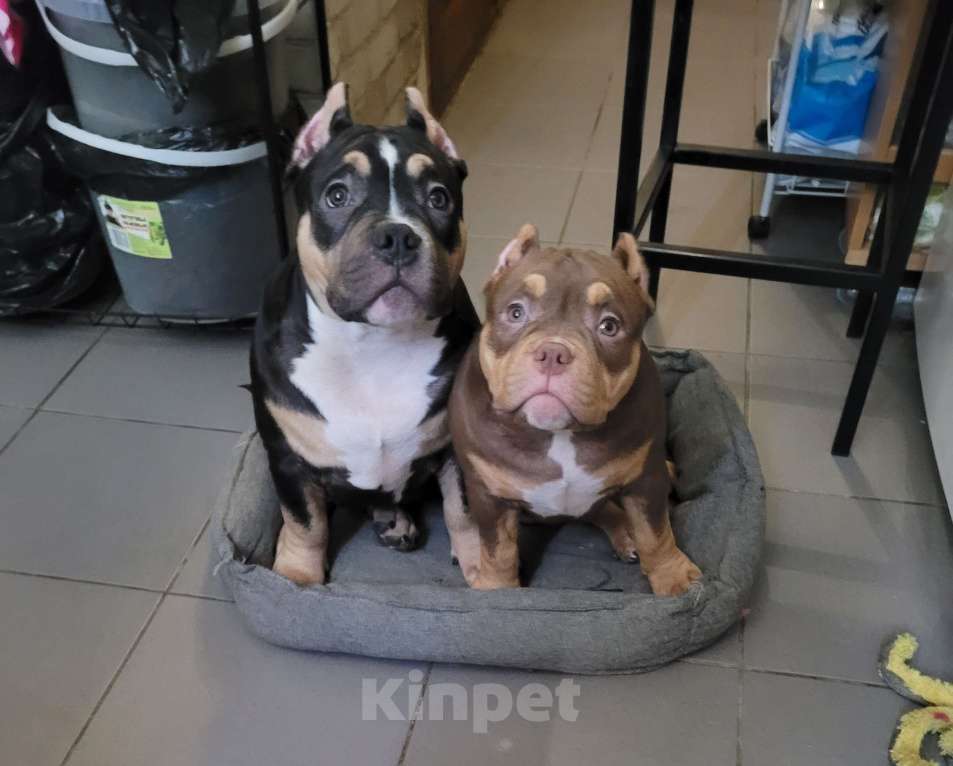 Собаки в Санкт-Петербурге: Щенок Американский Булли Девочка, Бесплатно - фото 4