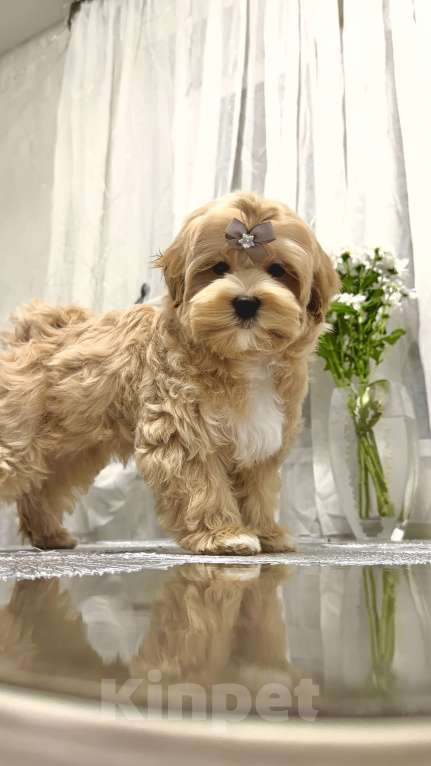 Собаки в Москве: Мальчик Мальтипу f1 Мишани стар Флорри Мальчик, 160 000 руб. - фото 4