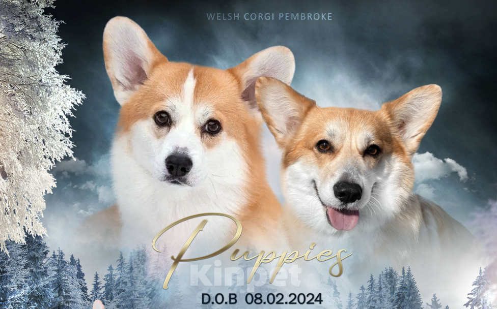 Собаки в Москве: Щенок корги 4 месяца Мальчик, 45 000 руб. - фото 8