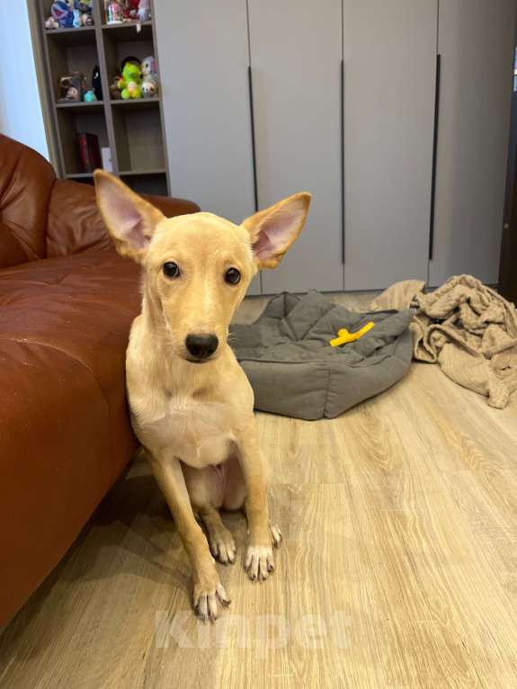 Собаки в Воронеже: Дори ищет дом Девочка, Бесплатно - фото 2