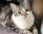 Кошки в Москве: Котенок мальчик Мальчик, Бесплатно - фото 5