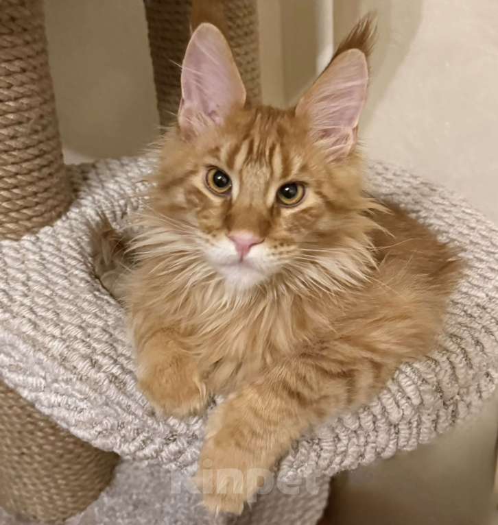 Кошки в Москве: Мейн кун Мальчик, Бесплатно - фото 1