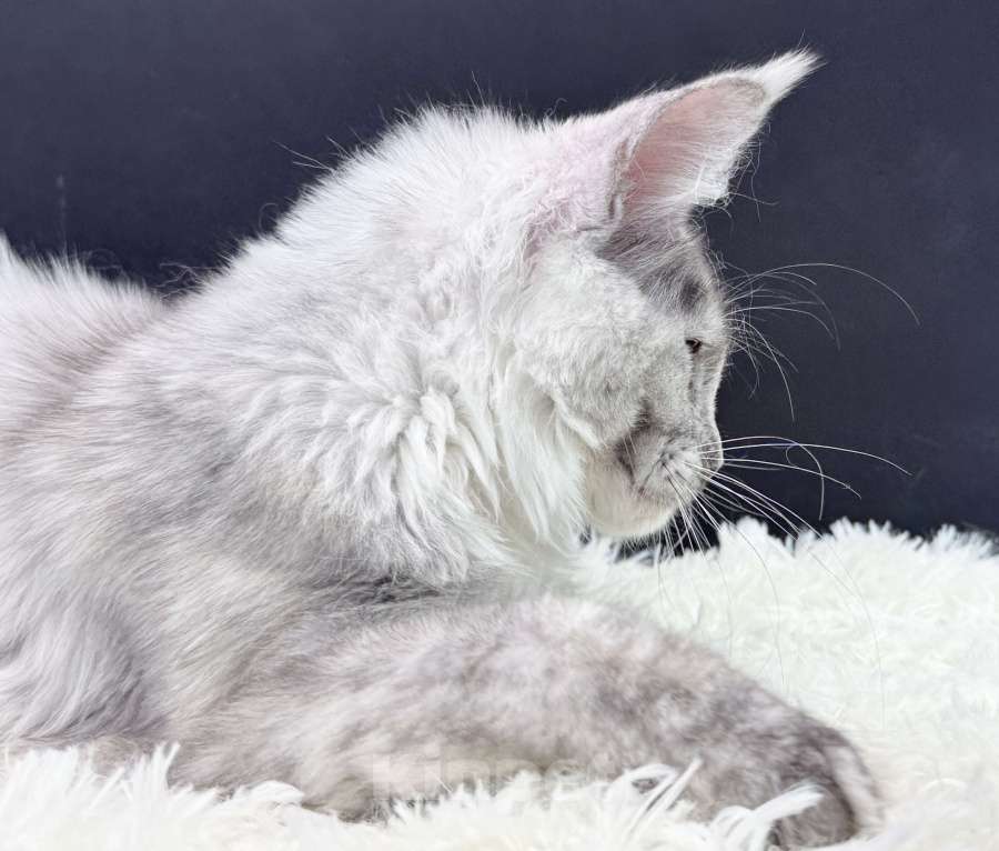 Кошки в Москве: Девочка Мейн Кун Veyron Iberia Девочка, 150 000 руб. - фото 2